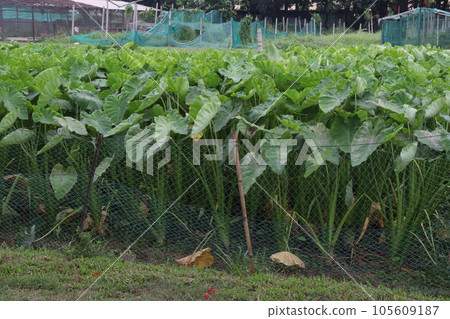 Taro Plant on farm for harvest Taro Plant on farm for harvest 105609187