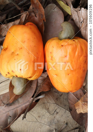 ripe cashew apple with Nut on farm for harvest 105609196