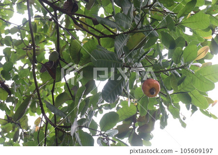 ripe cashew apple with Nut on tree in farm ripe cashew apple with Nut on tree in farm 105609197