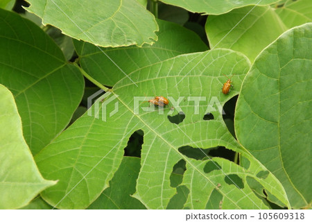 Urihamushi on the leaves 105609318