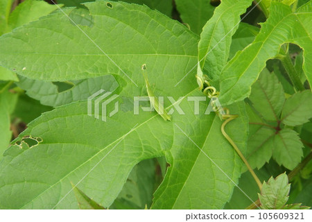 蚱O蒙布塔 蚱O蒙布塔 105609321