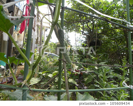 家庭花園裡的夏季蔬菜,您可以享受收穫的黃瓜 家庭花園裡的夏季蔬菜,您可以享受收穫的黃瓜 105609434