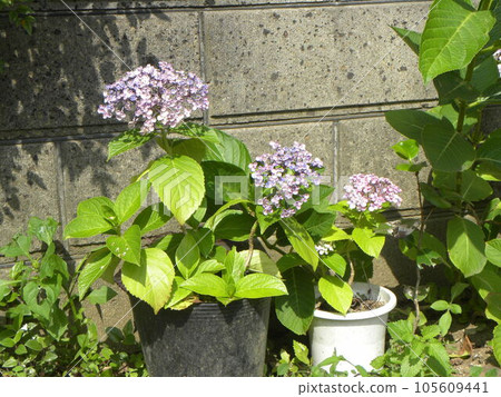 The light purple hydrangea that fills the flower bed at the gate of our house 105609441