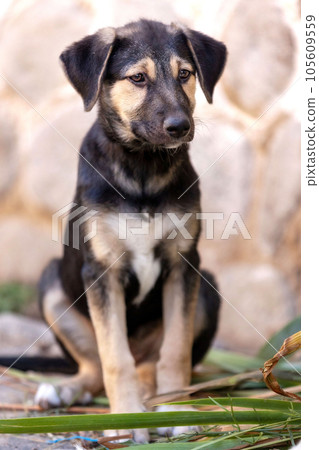 Dog puppy with sad eyes in shelter, portrait 105609559