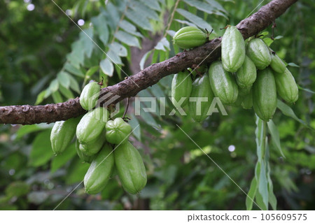 Averrhoa bilimbi on tree for harvest 105609575