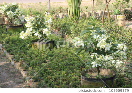 Malabar nut flower plant on farm 105609579