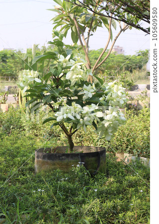 Malabar nut flower plant on farm Malabar nut flower plant on farm 105609580