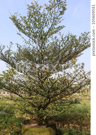 terminalia mantaly tree plant on farm terminalia mantaly tree plant on farm 105609581
