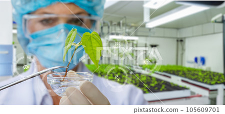 The laboratory assistant examines a prototype plant. 105609701