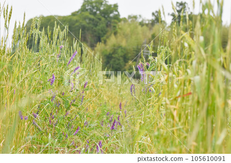廣闊的麥田 105610091