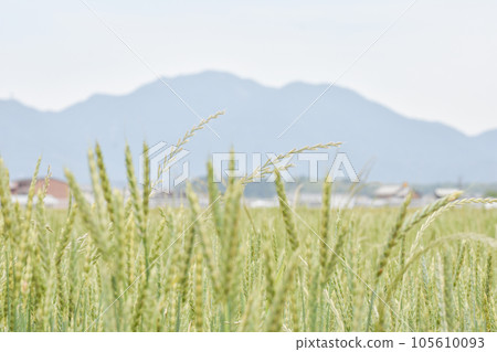 廣闊的麥田 廣闊的麥田 105610093