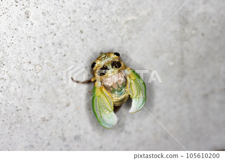 Cicadas emerging 105610200