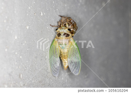 Cicadas emerging 105610204