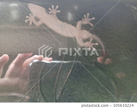 壁虎的腹部和四肢粘在復古圖案玻璃上。反映了用智能手機拍攝的手 105610224