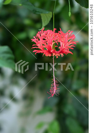 Blooming like hanging Blooming like hanging 105610248
