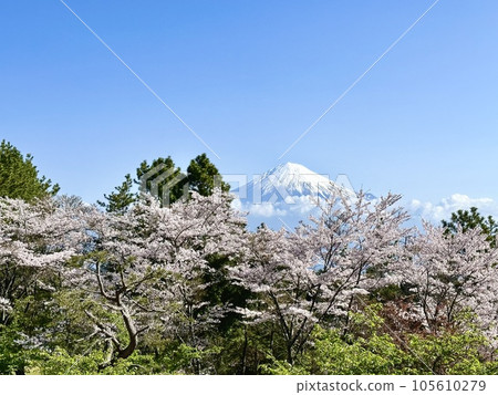 富士山有櫻花和降雪 105610279