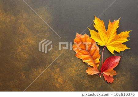 Autumn background with fallen leaves Autumn background with fallen leaves 105610376