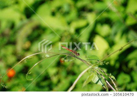 red dragonfly perching on grass red dragonfly perching on grass 105610470