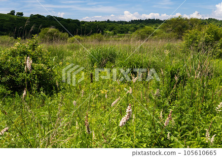 白色長花穗隨風搖曳的伊吹虎之尾群落【屋島原濕地、霧峰高原】長野縣下諏訪町 白色長花穗隨風搖曳的伊吹虎之尾群落【屋島原濕地、霧峰高原】長野縣下諏訪町 105610665