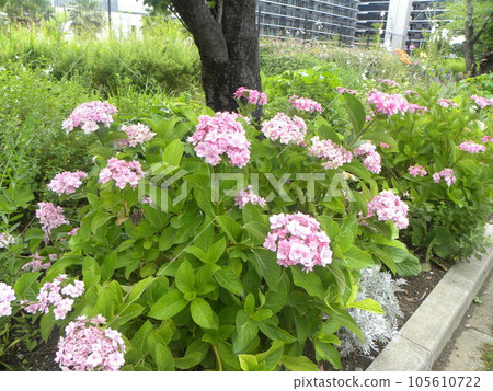 June flower Hydrangea blooming abundantly in the flower garden of Kojima Flower Association June flower Hydrangea blooming abundantly in the flower garden of Kojima Flower Association 105610722