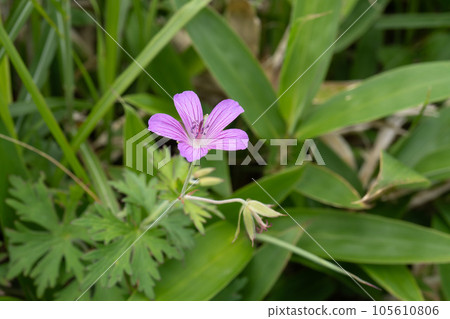 深粉色 白山風樓 [霧峰高原] 長野縣下諏訪町 105610806