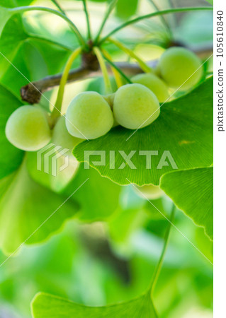 Ginkgo biloba in Kyoto Gyoen National Garden in Kamigyo Ward, Kyoto City 105610840