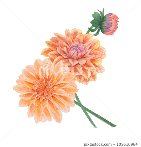 Orange dahlia watercolor illustration. Hand drawn botanical painting, floral sketch. Colorful flower clipart for summer or autumn design of wedding invitation, prints, greetings, sublimation, textile 105610964