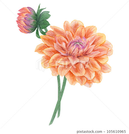 Orange dahlia watercolor illustration. Hand drawn botanical painting, floral sketch. Colorful flower clipart for summer or autumn design of wedding invitation, prints, greetings, sublimation, textile 105610965