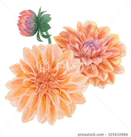 Orange dahlia watercolor illustration. Hand drawn botanical painting, floral sketch. Colorful flower clipart for summer or autumn design of wedding invitation, prints, greetings, sublimation, textile Orange dahlia watercolor illustration. Hand drawn botanical painting, floral sketch. Colorful flower clipart for summer or autumn design of wedding invitation, prints, greetings, sublimation, textile 105610966
