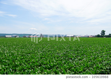 甜菜田（十勝地區甜菜田） 105610988