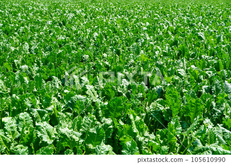 Beet field (Beet field, Tokachi region) 105610990