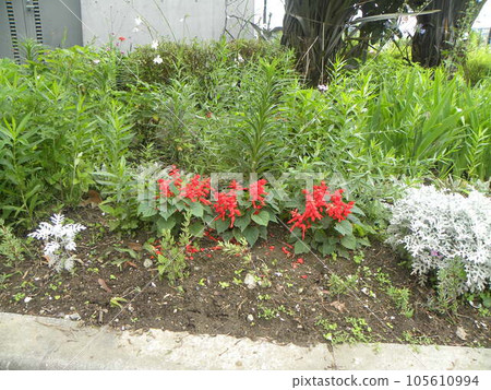 summer red flower salvia flower 105610994