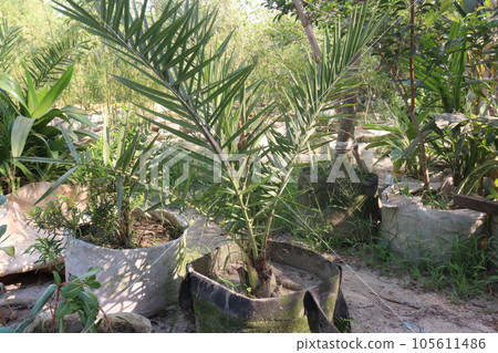 Date palm tree in farm for harvest Date palm tree in farm for harvest 105611486