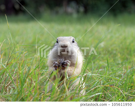 Prairie dog is eating a food  holding it its front paws 105611950