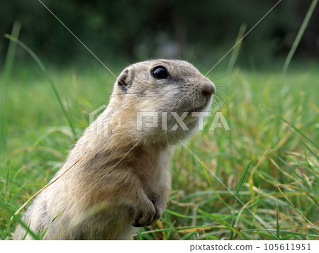 Prairie dog leans out of its hole and looking around 105611951