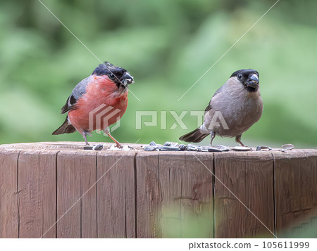 Bullfinch family are eating sunflower seeds on a stump. Close-up, blurred background Bullfinch family are eating sunflower seeds on a stump. Close-up, blurred background 105611999
