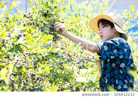 孩子採摘藍莓 105612212