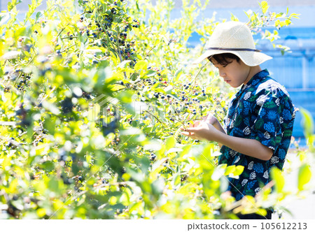 孩子採摘藍莓 孩子採摘藍莓 105612213
