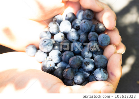 Hand full of fresh blueberries 105612328