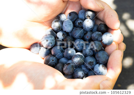 Hand full of fresh blueberries 105612329