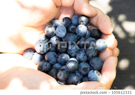Hand full of fresh blueberries Hand full of fresh blueberries 105612331