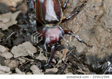 Beetle insect Beetle insect 105612998