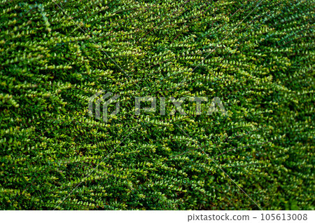Background texture photo of bushes with green leaves for screensaver Background texture photo of bushes with green leaves for screensaver 105613008