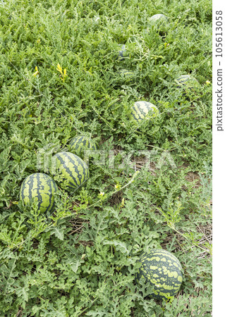 Close-up of watermelons growing in farmland in Yunlin, Taiwan. 105613058