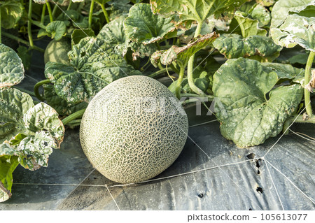 Close-up of cantaloupes growing in farmland in Yunlin, Taiwan. Close-up of cantaloupes growing in farmland in Yunlin, Taiwan. 105613077