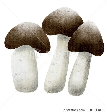 Mushroom  105613838