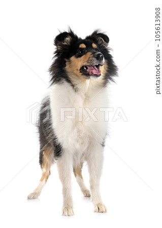 rough collie in studio rough collie in studio 105613908