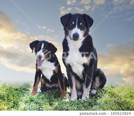 puppy and adult Appenzeller Sennenhund 105613924