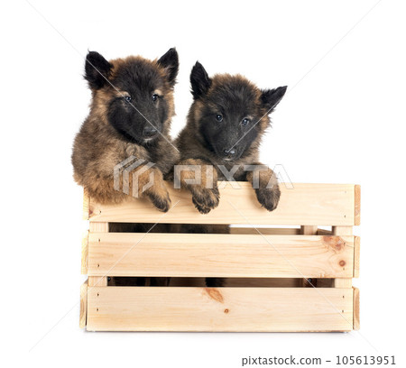 puppies tervueren in studio puppies tervueren in studio 105613951