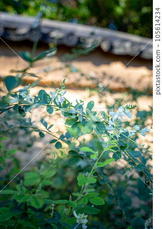 Hagi Temple, Gyosho-ji Temple (Gomei-ji Temple), white flowers of Hagi on a decaying earthen wall Hagi Temple, Gyosho-ji Temple (Gomei-ji Temple), white flowers of Hagi on a decaying earthen wall 105614234